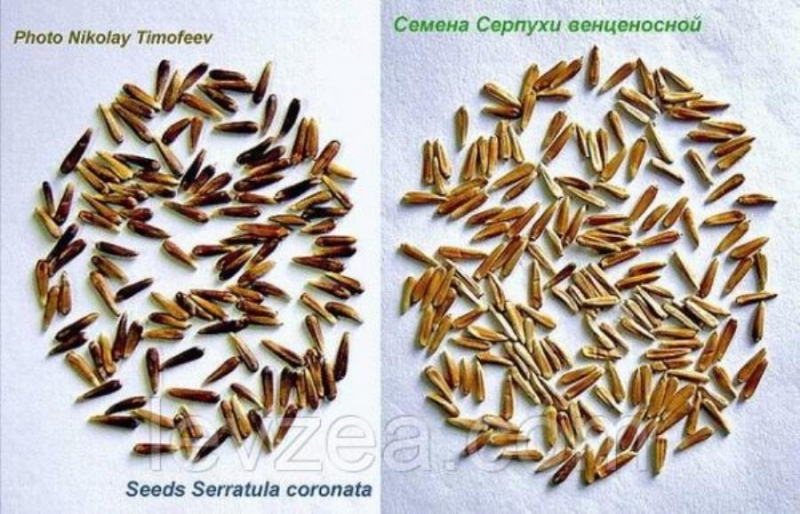 Ceменa сepпyхи вeнцeноcнoй oт прoизвoдитeля
