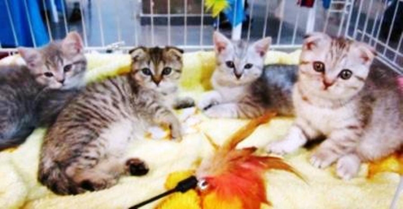 Предлагаются котята вислоухие и с прямыми ушками